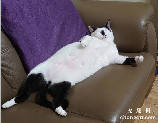 <b>猫猫太累，“裤子”只脱一半躺沙发上就睡着了...</b>