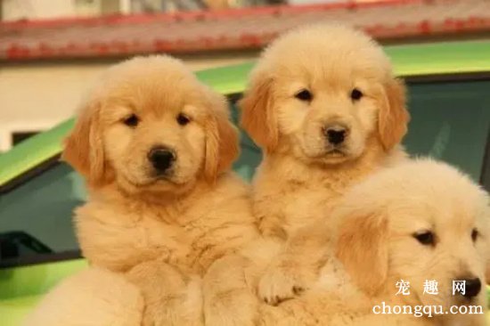 挑选幼犬食物应该注意些什么？
