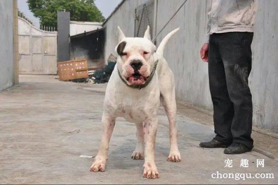 杜高犬怎么打疫苗  给杜高去注射疫苗注意事项