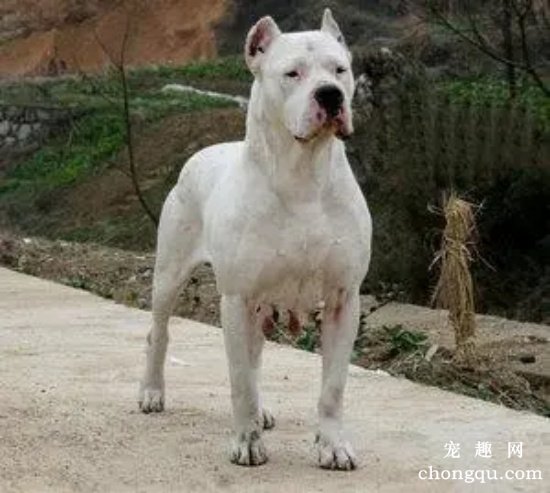 怎么给杜高犬清洁耳朵  杜高犬耳朵清洁方法
