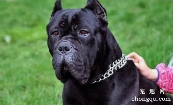 怎么饲养卡斯罗犬 卡斯罗犬饲养技巧