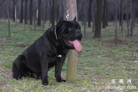 怎么挑选卡斯罗犬  纯种卡斯罗犬标准