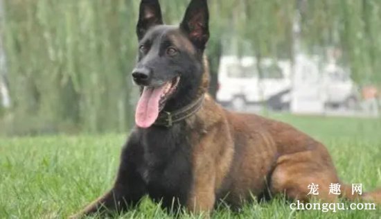 马犬幼犬如何饲养  马犬幼犬喂养攻略
