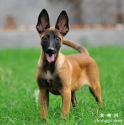 <b>马犬发烧怎么办 怎么辨别马犬是否发烧</b>