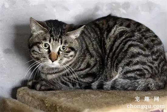 什么是猫咪贫血?如何治疗猫咪贫血?