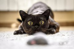 <b>为什么猫咪总是把东西打翻？</b>
