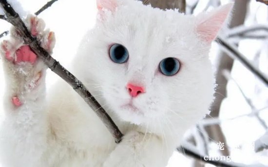 蓝眼白猫大多是聋子吗?(白猫蓝眼睛一定是聋子吗?)