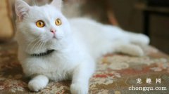 蓝眼白猫大多是聋子吗？(白猫蓝眼睛一定是聋子吗？)