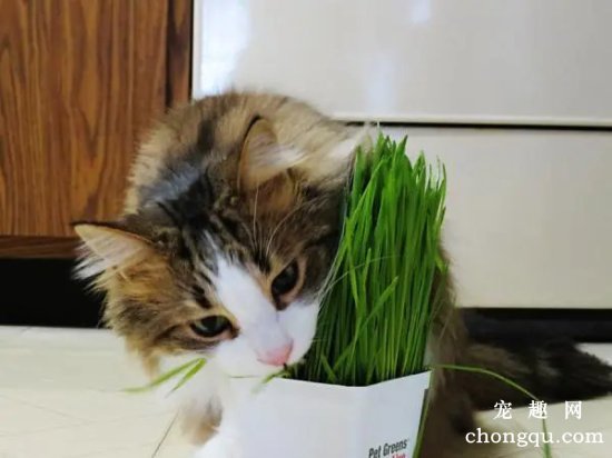 猫咪都会吃猫草吗？(猫咪吃猫草有哪些好处？)