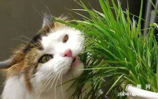 猫咪都会吃猫草吗？(猫咪吃猫草有哪些好处？)