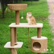 如何清理猫爬架？(猫爬架怎么清洗？)