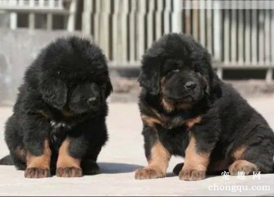 藏獒幼犬怎么饲养 饲养藏獒幼犬技巧