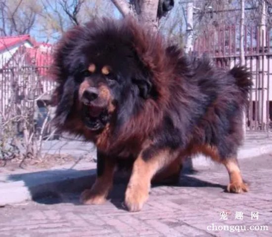 藏獒需要驱虫吗  怎么给藏獒驱虫