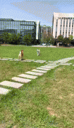 <b>柴犬：像极了教官让我踢正步</b>