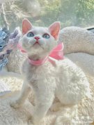 小绵羊德文卷毛猫美丽萌照