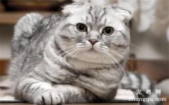 <b>六种最受欢迎却最难养的猫咪</b>