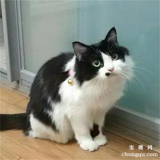 六种最受欢迎却最难养的猫咪