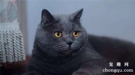 六种最受欢迎却最难养的猫咪
