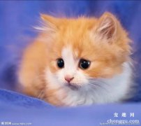 <b>疫情期间，猫咪呕吐、软便、咳嗽…怎么办？</b>