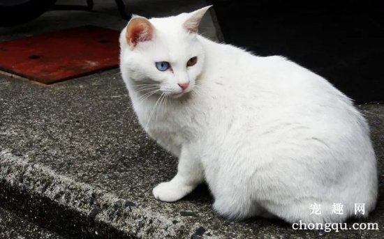 疫情期间，猫咪呕吐、软便、咳嗽…怎么办？