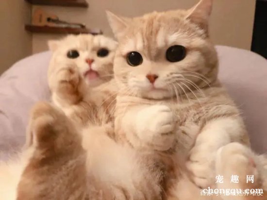 有哪些能减少室内猫骚味的小妙招?