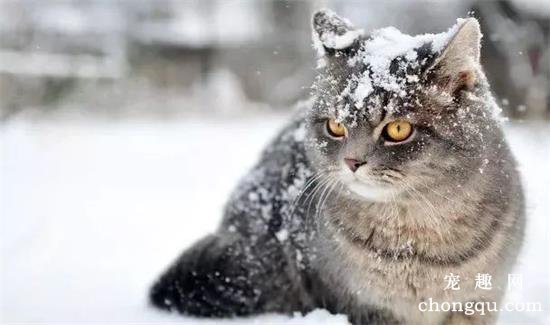 健康的猫咪正常体重是多少?