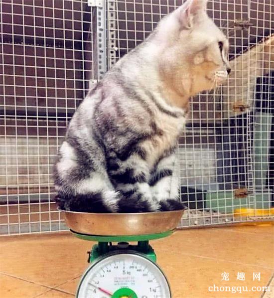 健康的猫咪正常体重是多少?