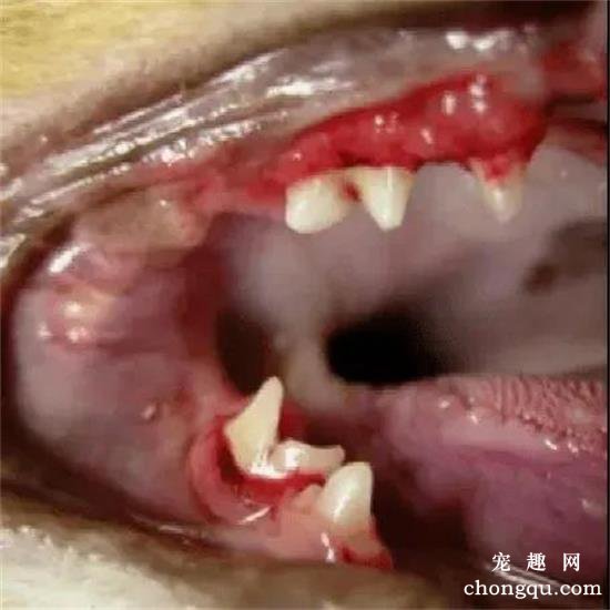 猫咪嘴巴臭臭，不爱吃东西，是什么原因？