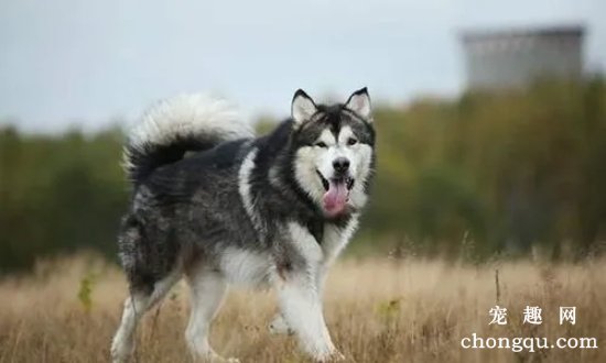 阿拉斯加雪橇犬好养吗？教你喂养阿拉斯加雪橇犬的常识