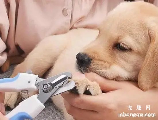 为什么要定期给狗狗剪指甲