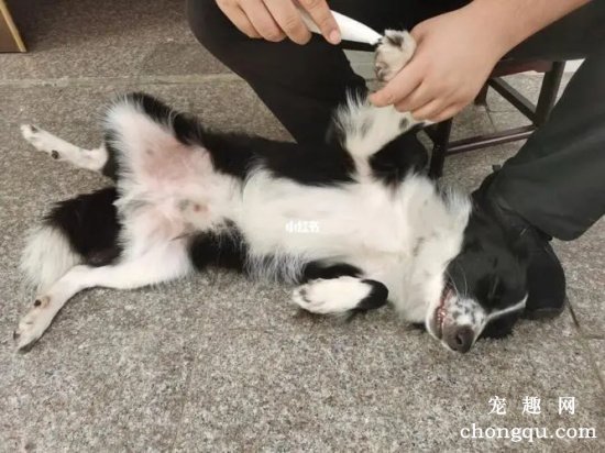 清理狗狗脚底毛发的必要性