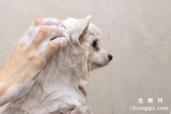 人的沐浴液能否给狗狗洗澡？