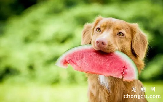 给狗狗喂食水果的几大误区