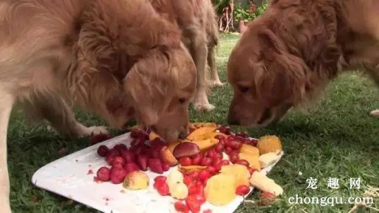 给狗狗喂食水果的几大误区