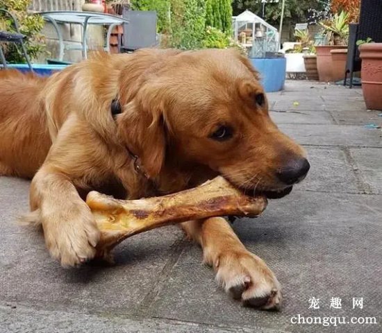 哪些骨头适合狗狗食用