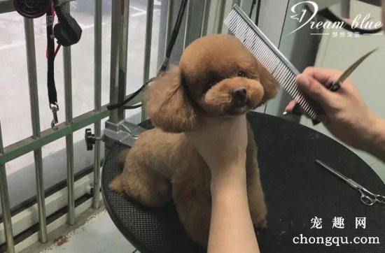 泰迪犬的美容攻略大全