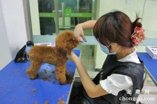 泰迪犬的美容攻略大全