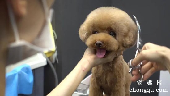 泰迪犬的美容攻略大全