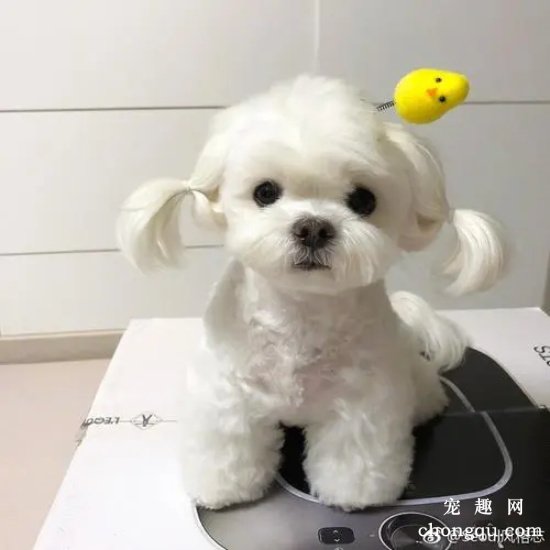 狗窝需要定时清理