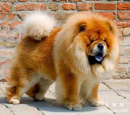 关于松狮犬的日常护理办法