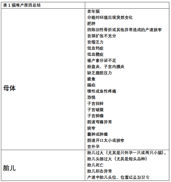 猫咪难产的4大诊疗要点与细节