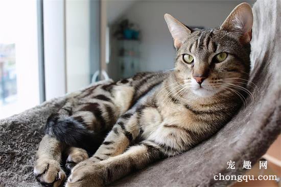 虎斑猫吃不胖是什么原因?