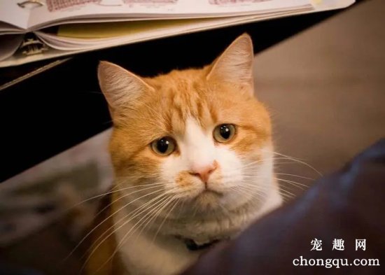 猫咪会记住一个人吗？会记多久？