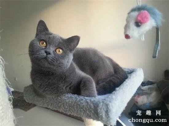 7种常见宠物猫的市场价格，看看你买贵了吗？