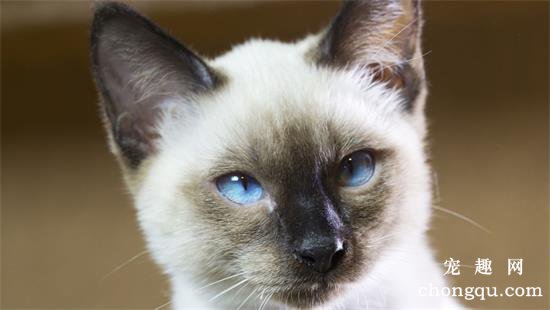 7种常见宠物猫的市场价格，看看你买贵了吗？