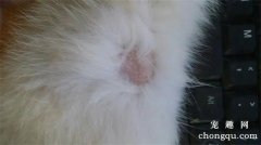 猫咪常见的5种皮肤病该怎么治疗？