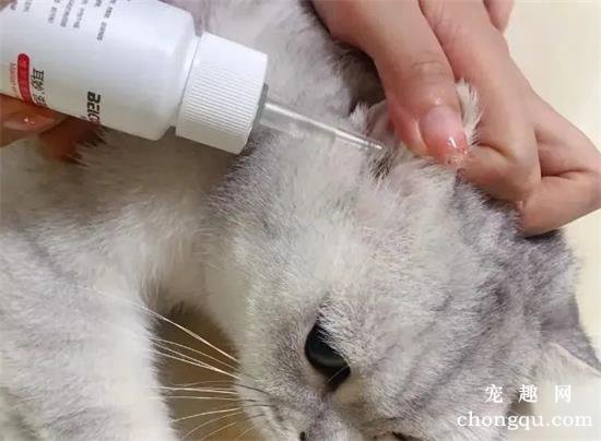 猫咪常见的5种皮肤病该怎么处理？