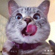 <b>猫咪为什么会舔嘴唇？猫咪舔嘴唇的7个原因</b>