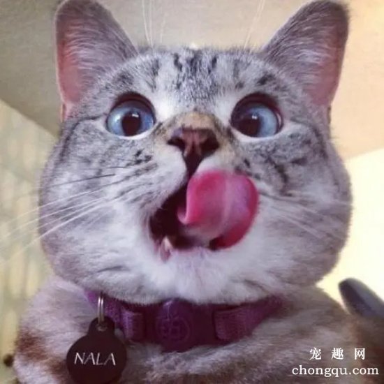 猫咪为什么会舔嘴唇?猫咪舔嘴唇的7个原因