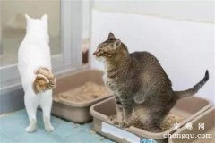 <b>猫咪不埋便便的原因和办法</b>